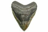 Beefy Fossil Megalodon Tooth - South Carolina #374673-1